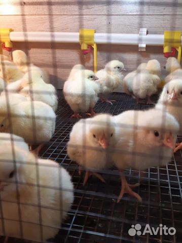 Бройлер, утёнок мясной, гусёнок