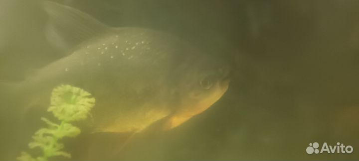 Рыба Красный Паку