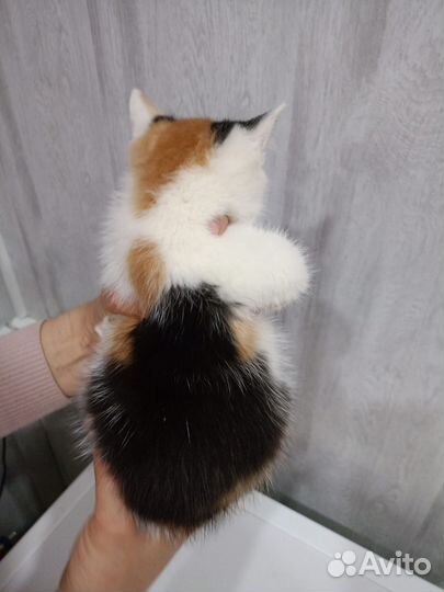 Котенок девочка