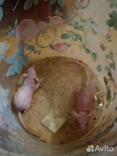 Крысята сфинксы