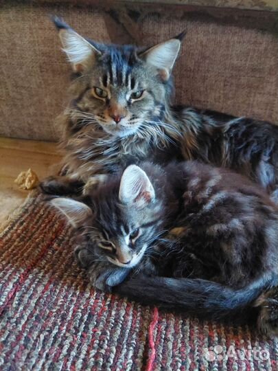 Котята Мейн-кун