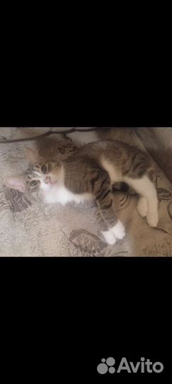 Ласковый кот