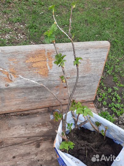 Смородина чёрная саженцы