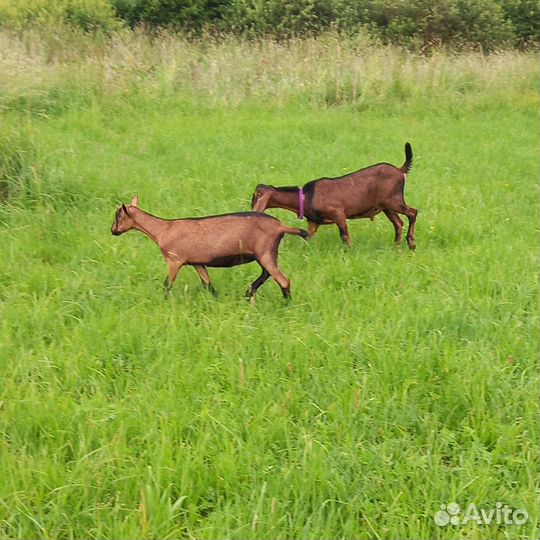 Чешская коза