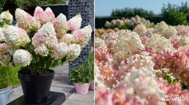 Гортензии карликовые из питомника растений