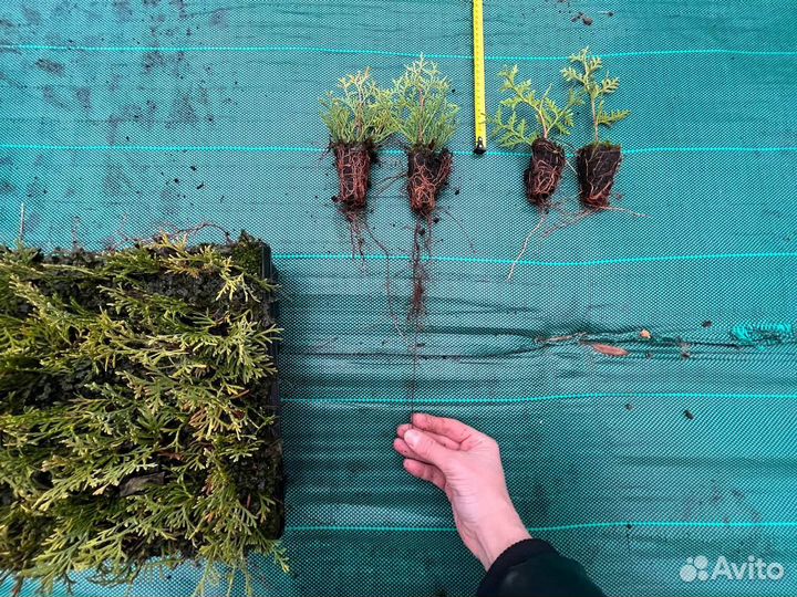 Туи из питомника оптом