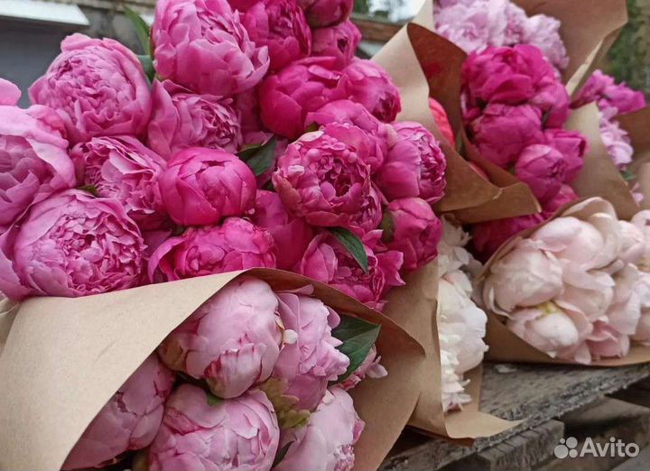 Пион Сара Бернар ярко-розовая