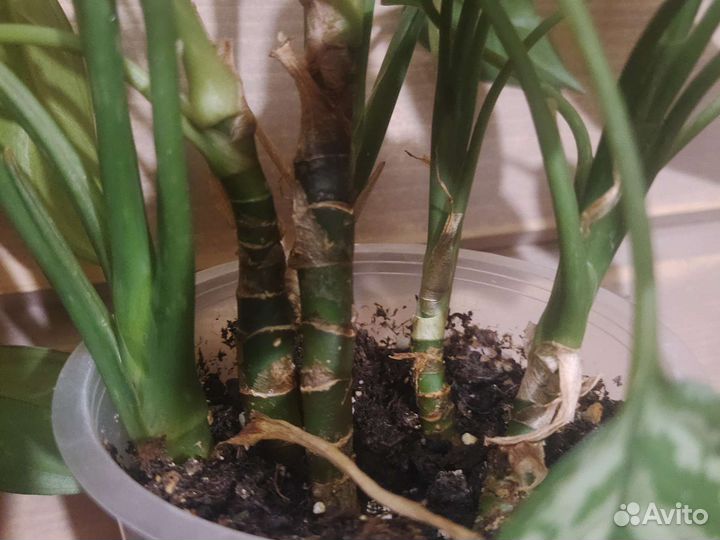 Аглаонема мария