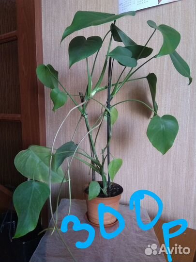 Толстянка, денежное дерево