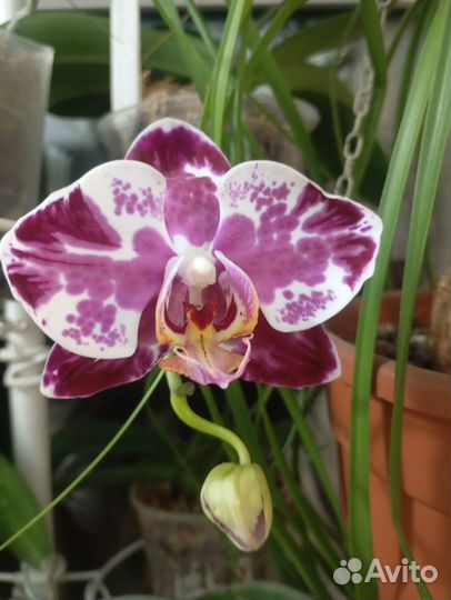 Орхидея фаленопсис