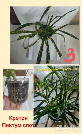 Кодиеум кротон