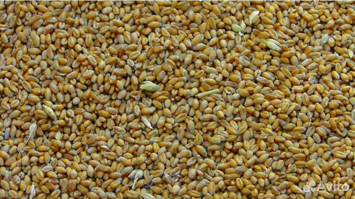 Зерно пшеница 2023года