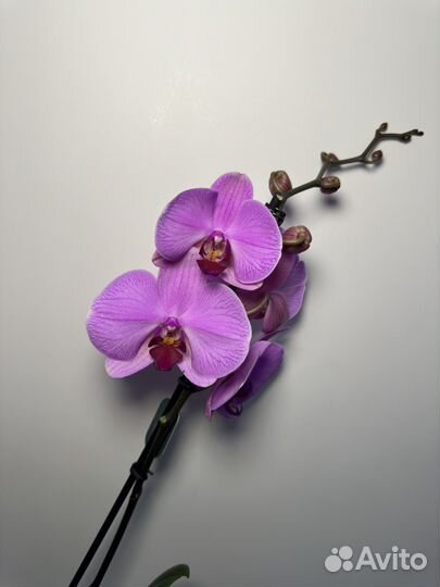 Орхидея фаленопсис