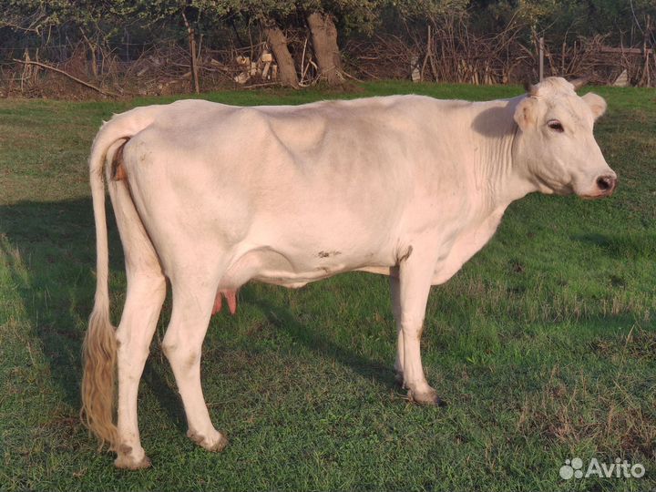 Коровы, бычок, телята