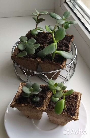 Денежное дерево