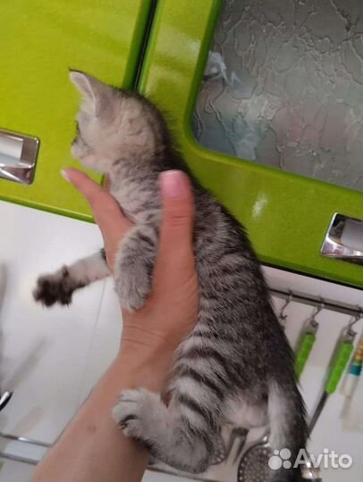 Красивые котята