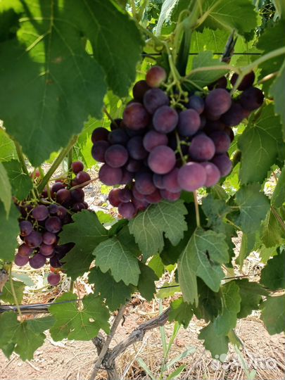 Виноград