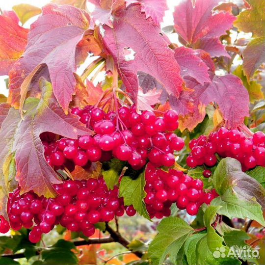 Калина свежая