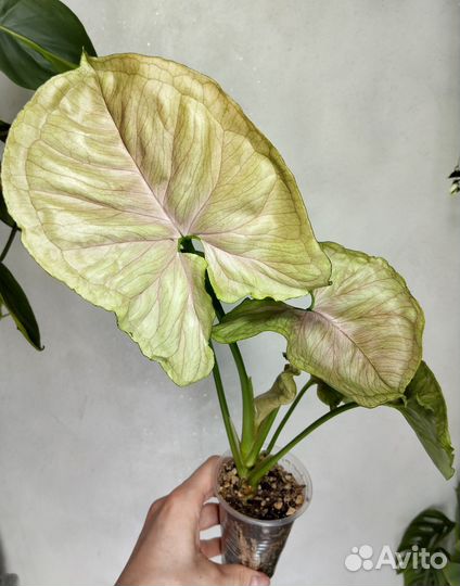 Сингониум биколор,триколор,голд,пинк мини,роксана