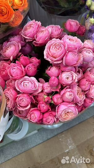 Пионовидная кустовая роза