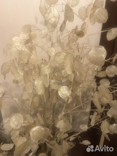 Цветы сухоцветы и семена лунарии