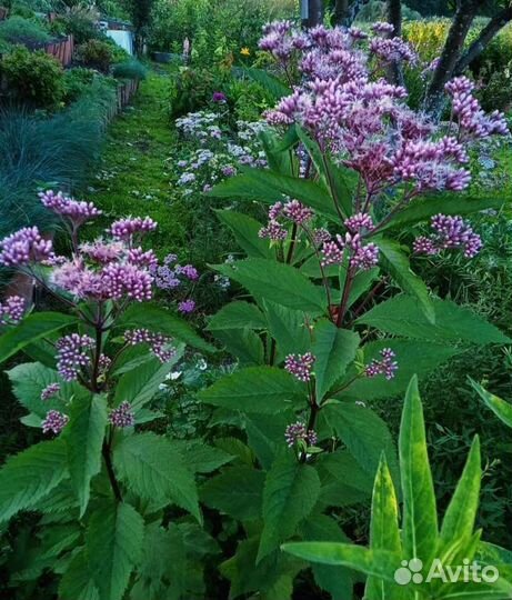 Многолетние цветы