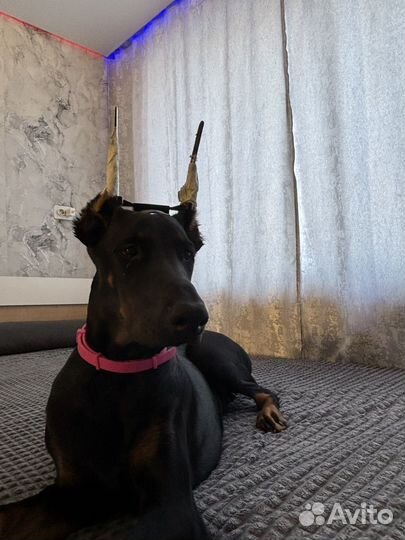 Продам добермана 6 месяцев