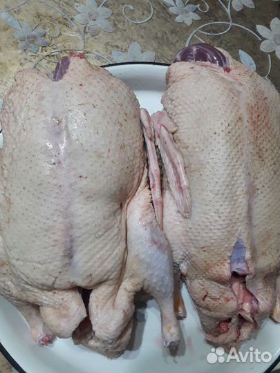 Гуси и утки тушки