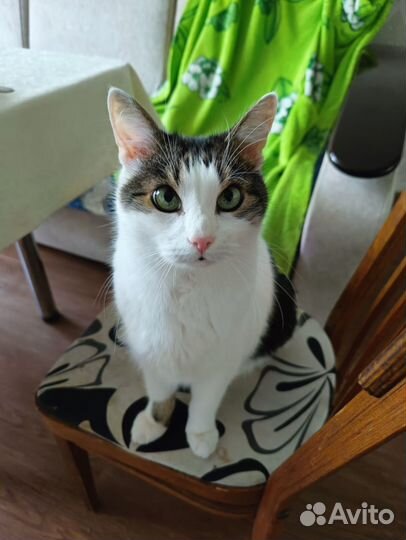 Передержка домашних кошек