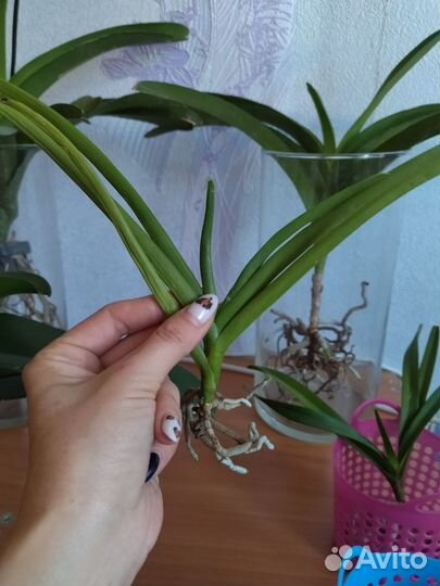 Орхидея ванда