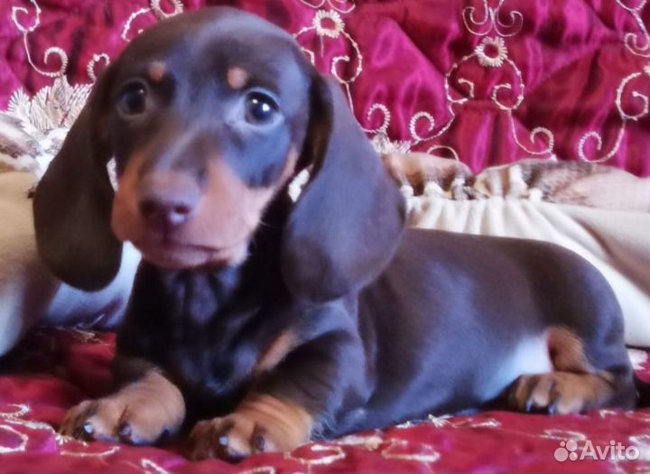 Щенки кроличьей таксы