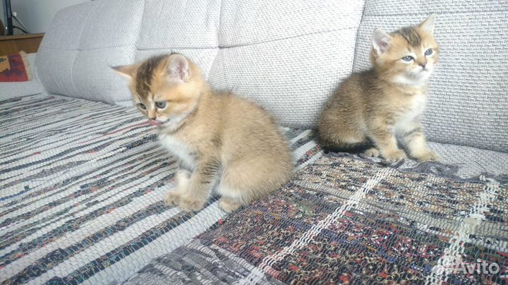 Котята шотландцы