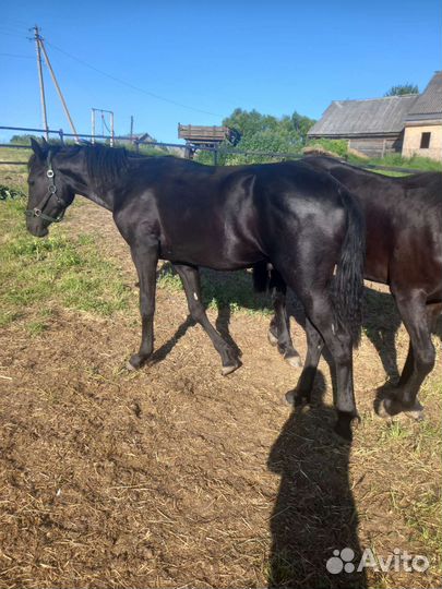 Жеребчик полуфриз продажа, обмен