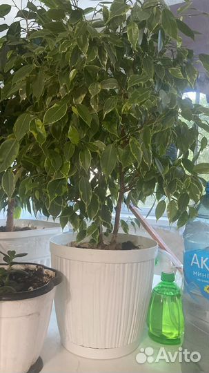 Фикус бенджамина