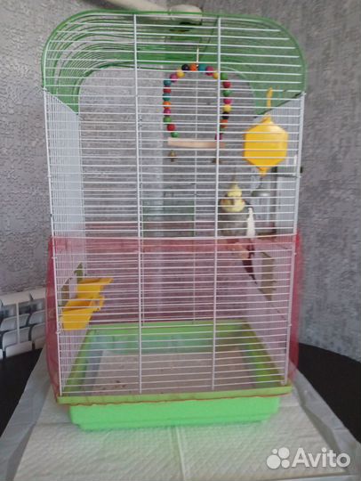 Попугай корелла с клеткой