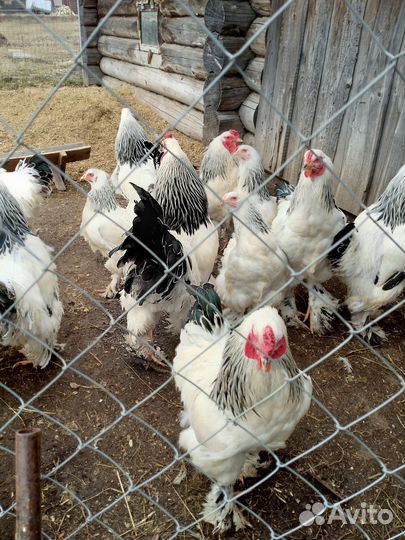 Петух Брама