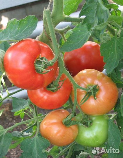 Томат Семейный F1 0,03 гр цв.п