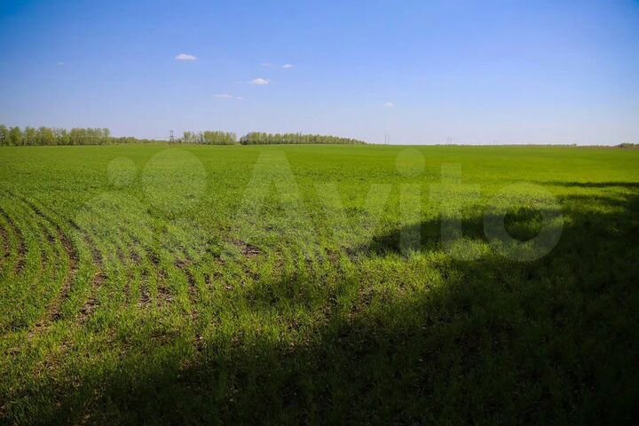Участок 65 га (СНТ, ДНП)