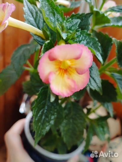 Ахименес сортовой Amie Saliba, Sugar Lend