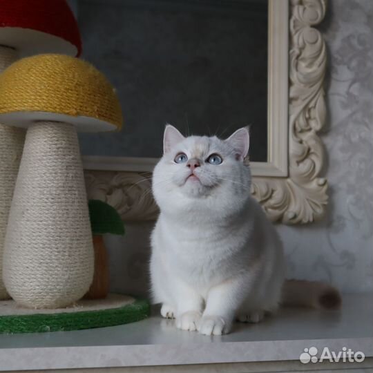 Бритнская голубая золотистая шиншилла поинт мальчи