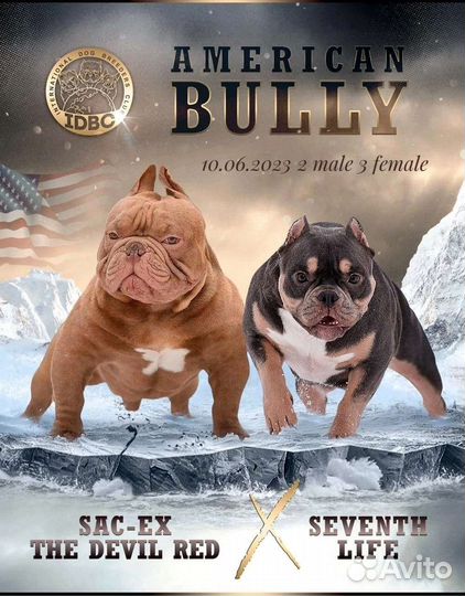 Щенки амбулли