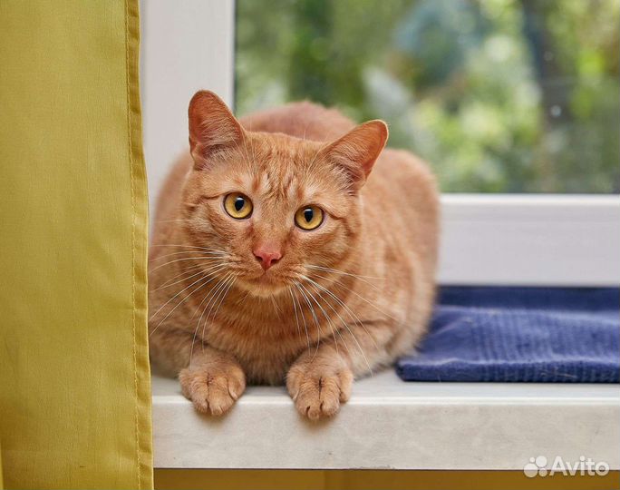 Кошки в добрые руки бесплатно