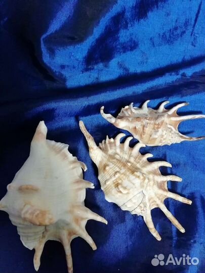 Ракушка морская