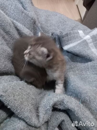 Кошки в добрые руки бесплатно