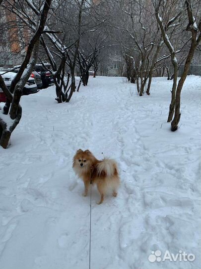 Померанский шпиц вязка кобель