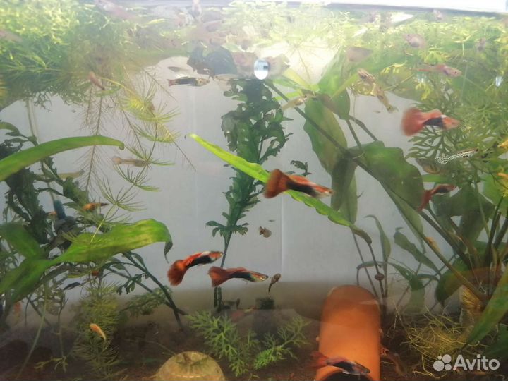 Аквариумные рыбки гуппи