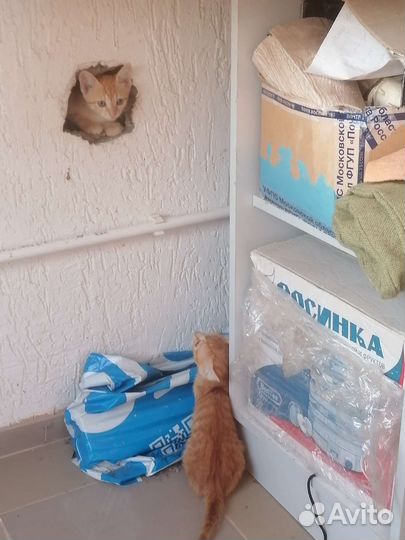 Рыжие котята