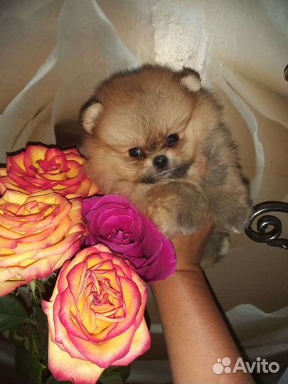 Супер Мини Крошка Померанский шпиц