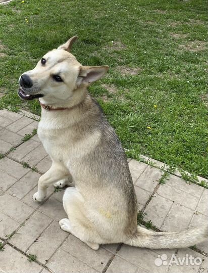 Собака Щенок бесплатно в добрые руки