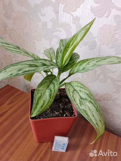 Комнатные растения